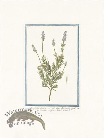 Bonelli 274 French Lavender